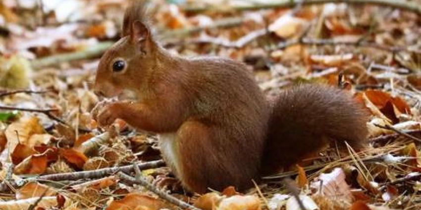 DierenPark Amersfoort krijgt bezoek van tientallen eekhoorns