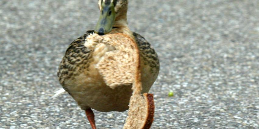 Vogelopvang Soest: 'Voorkom eendeverkrachtingen. Geef geen brood'