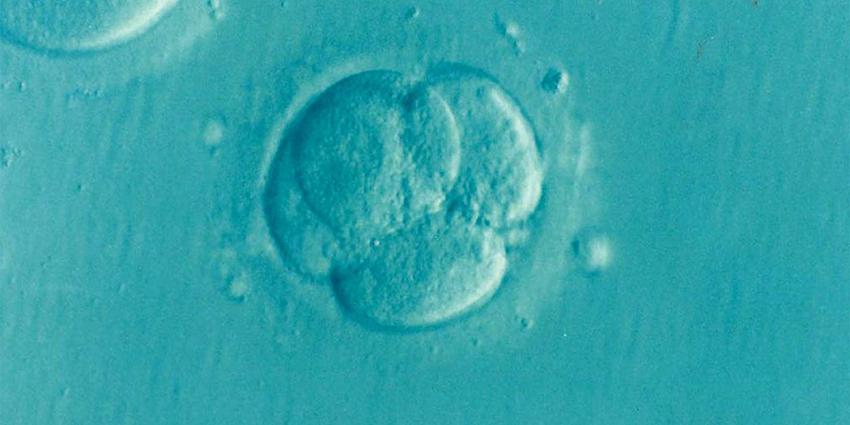  Embryo