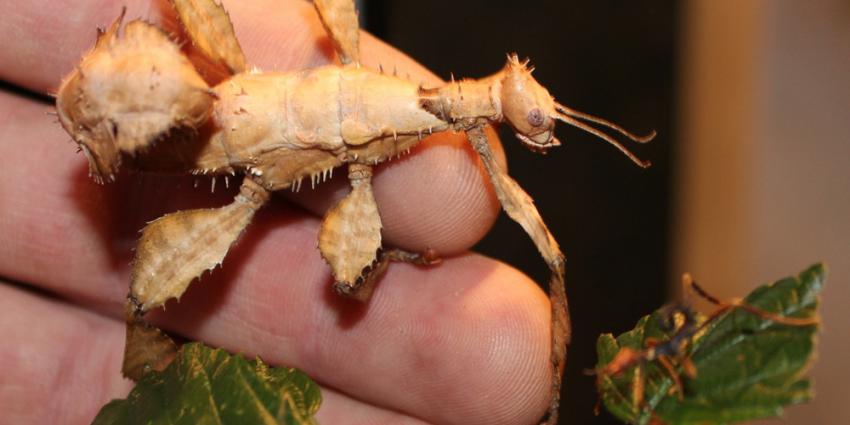 Foto van volwassen flappentak en kleintje | DierenPark Amersfoort