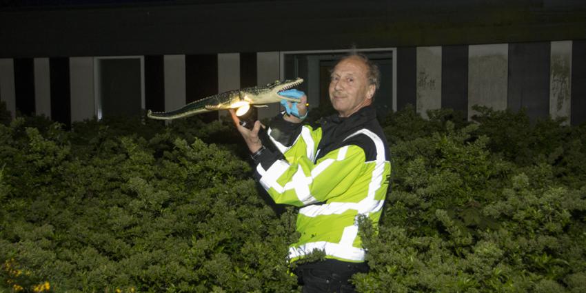 Jacht op krokodil in Rotterdam