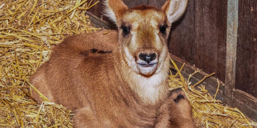 Paarden antilope