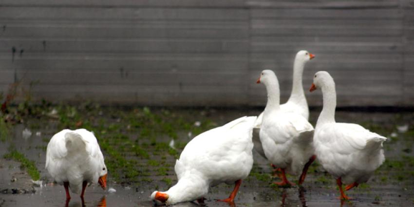 Overijssel moet gevolgen ganzenafschot alsnog onderzoeken