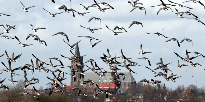 Trofeejachten ook in Nederland 