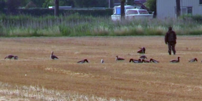 PvdD: Ganzenjagers maken zich schuldig aan ernstig dierenleed