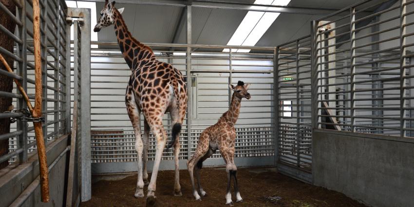 Giraffe geboren in Beekse Bergen