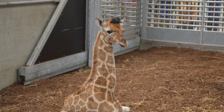 Giraf geboren in Safaripark Beekse Bergen