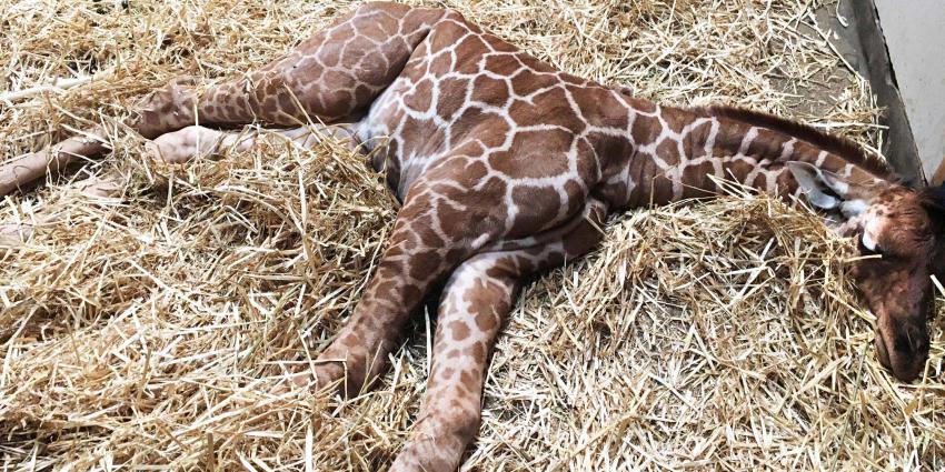 Nader onderzoek na dood pasgeboren netgiraffe in ARTIS
