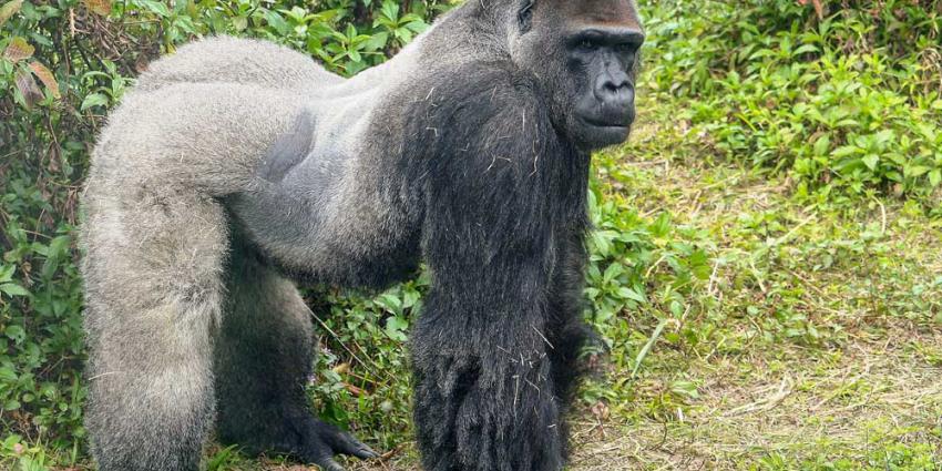 Gorillavrouwen tijdelijk aan de pil om nieuwe leider Bao Bao uit Taiwan