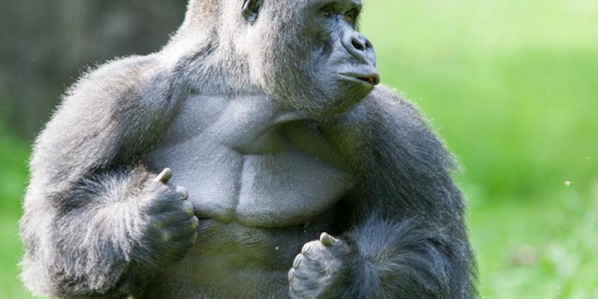 Apenheul neemt afscheid van grote publiekstrekker: gorilla Jamboverhuist naar andere dierentuin