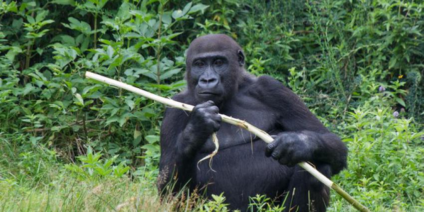 Apenheul met handen in het haar 