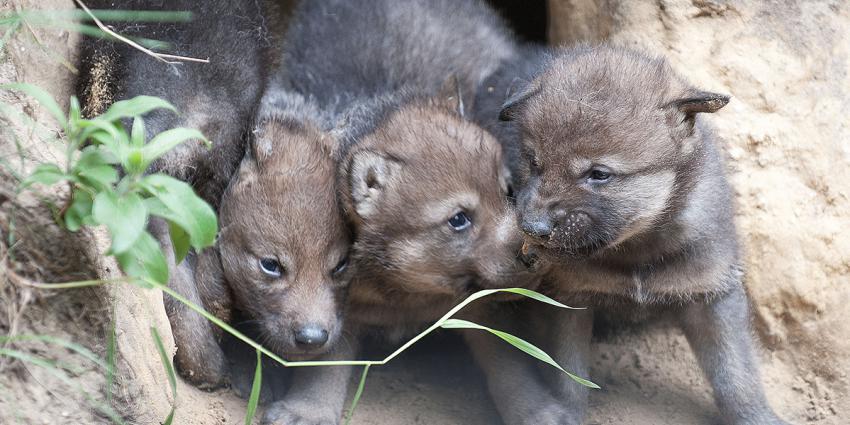 Wolvenwelpjes geboren