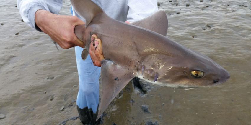 Haai aangespoeld in Zandvoort