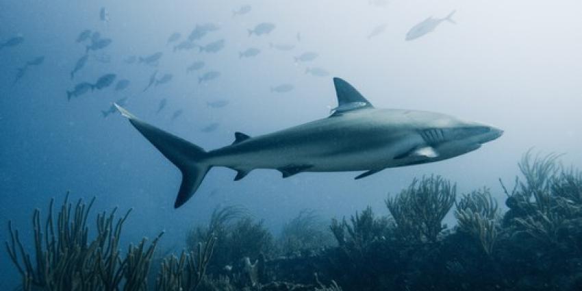 Helft Nederlanders zwemt wel eens met haaien zonder dat ze dit weten