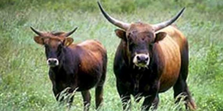 Foto van Heckrunderen in de Oostvaardersplassen | Staatsbosbeheer