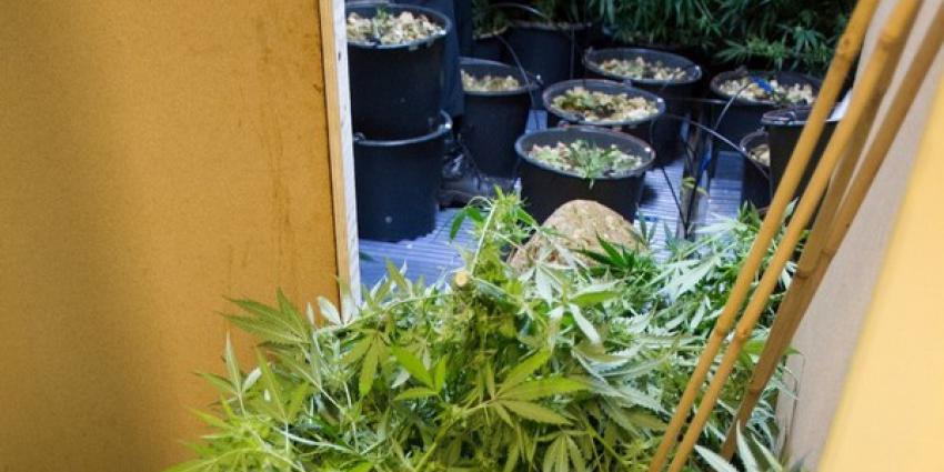 'Papa heeft plantjes op zolder'