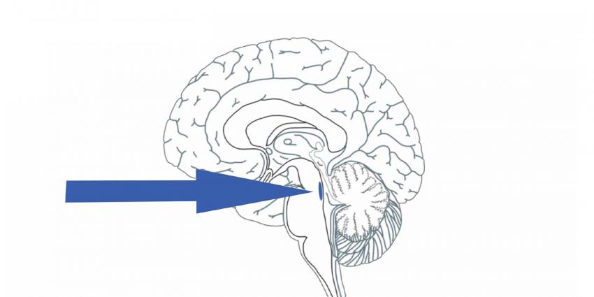 hersengebied-alzheimer-eiwit-tau