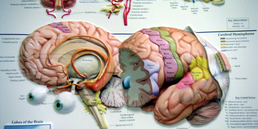 Hemodialyse kan doorbloeding hersenen verminderen