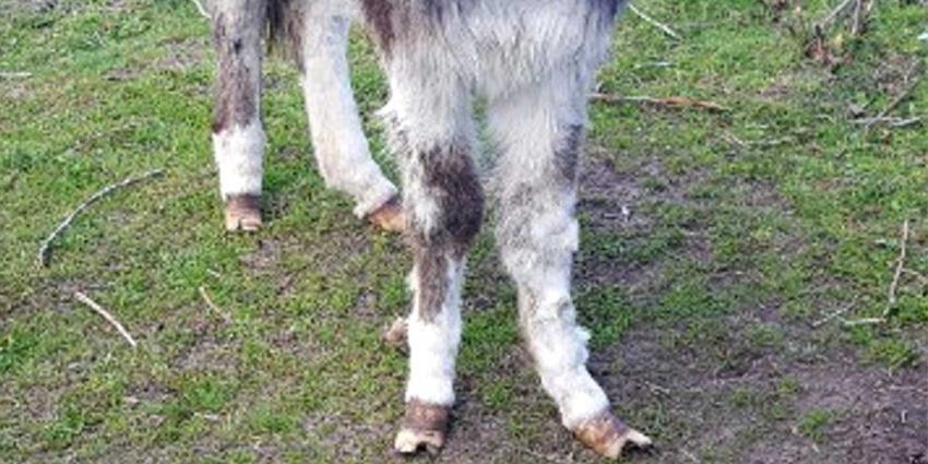 'Ezel' krijgt proces-verbaal voor slechte verzorging dieren