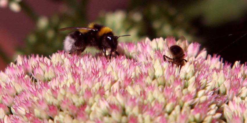 hommel-bij-bloem-natuur