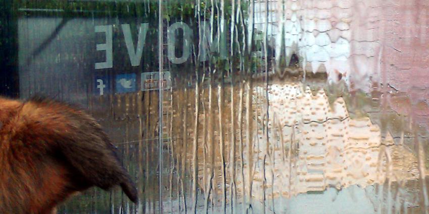 Foto van hond die schuilt in bushokje voor de regen | Archief EHF