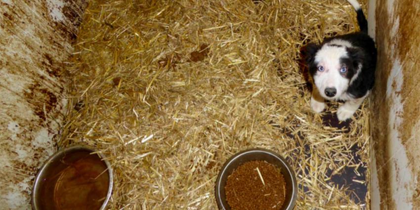 Inspectie haalt 23 honden weg bij vermeende Brabantse hondenhandelaar 