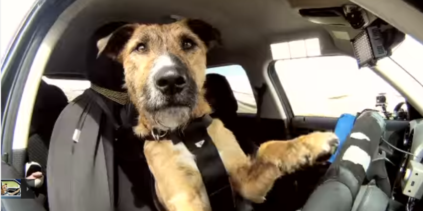 Honden in warme auto's achtergelaten