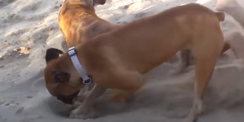 Hond wordt plagen van meisje zat en slaat terug