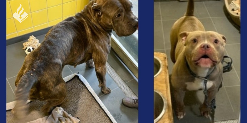 Gedumpte honden