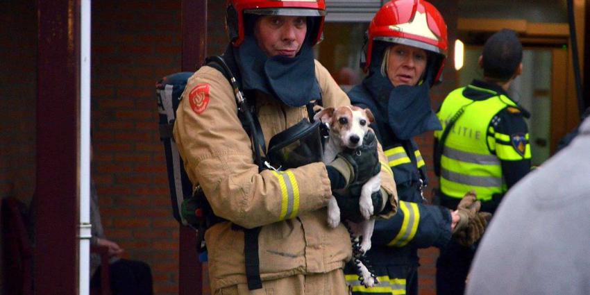 hondje-brandweerman