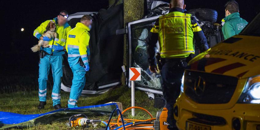 hondje-doden-aanrijding