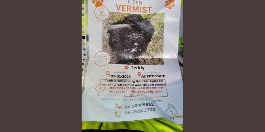 hondje-Teddy-vermist