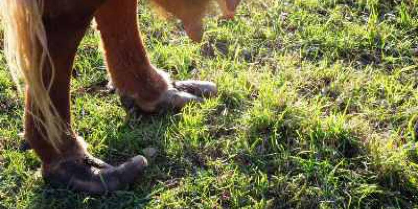Foto van klauwen koe die nauwerlijks kan lopen | Politie