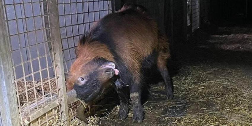 Geit met horen vast in hek