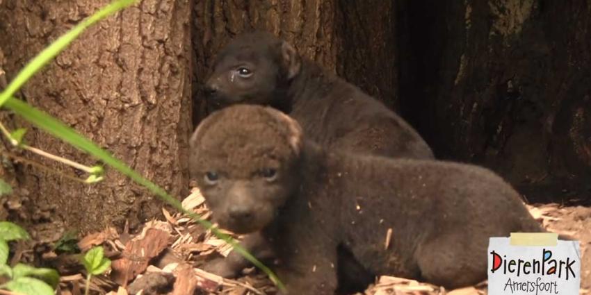 Hyena-tweeling voor DierenPark Amersfoort