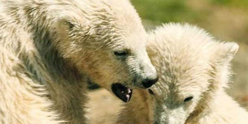 IJsbeertjestweeling vernoemd naar ‘Nick & Simon’