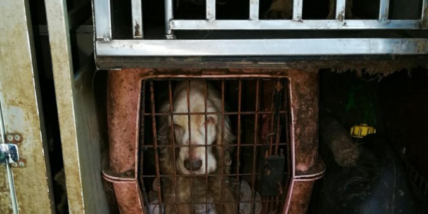 Dierenpolitie haalt 28 honden uit auto