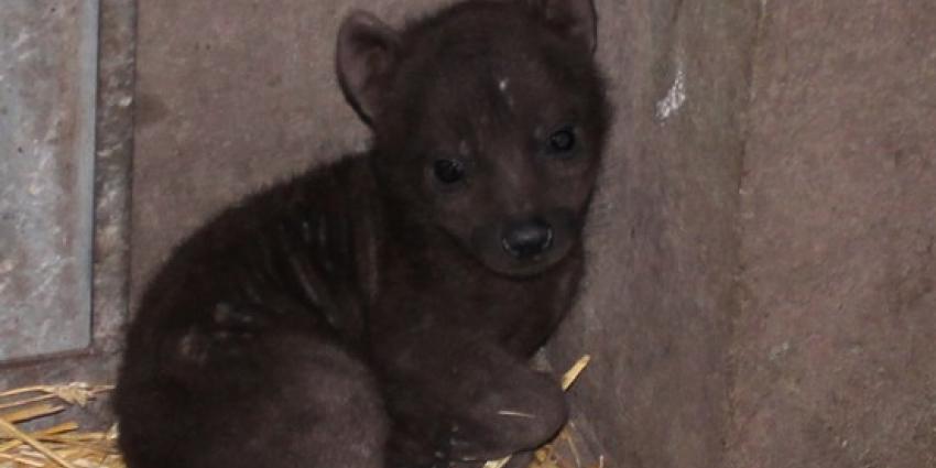 Hyena-pup overleden in DierenPark Amersfoort   