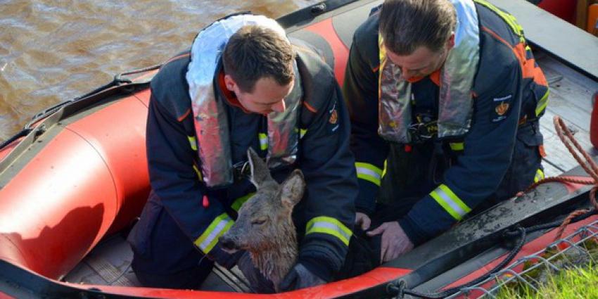 brandweer, redden, jonge ree, winschoterdiep