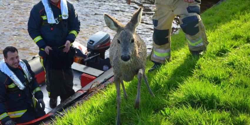 brandweer, redden, jonge ree, winschoterdiep