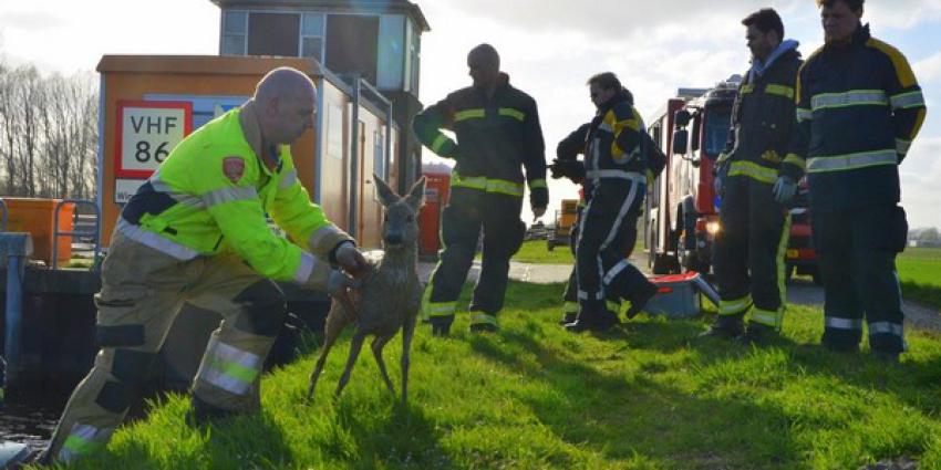 brandweer, redden, jonge ree, winschoterdiep