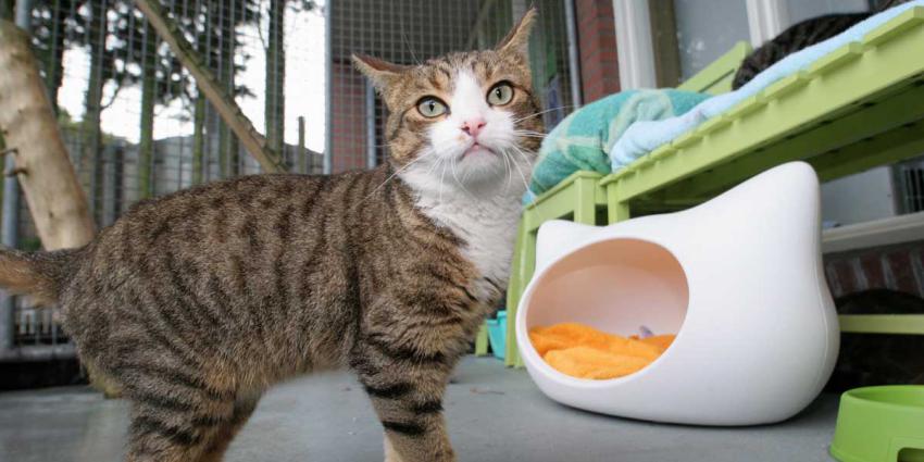 Petitie voor verbod op verkoop dieren in winkels en online