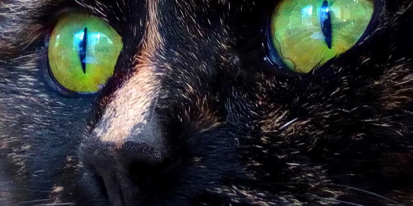 kat-ogen-groen