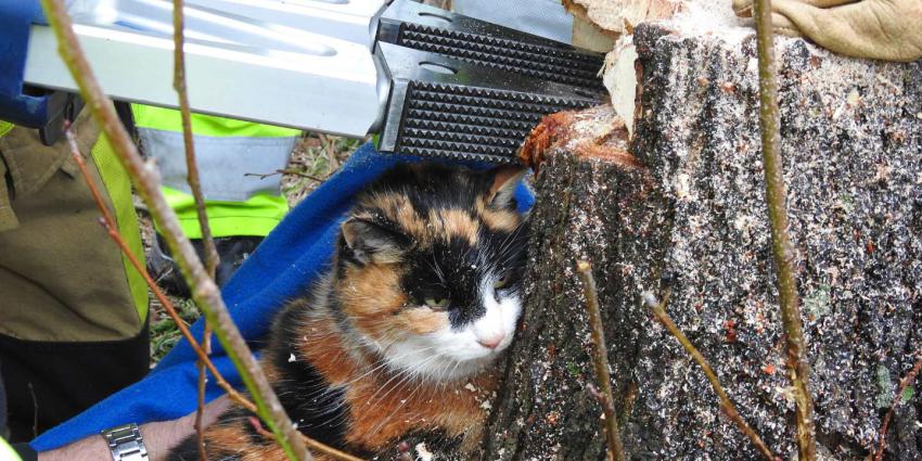 Kat bekneld in boom