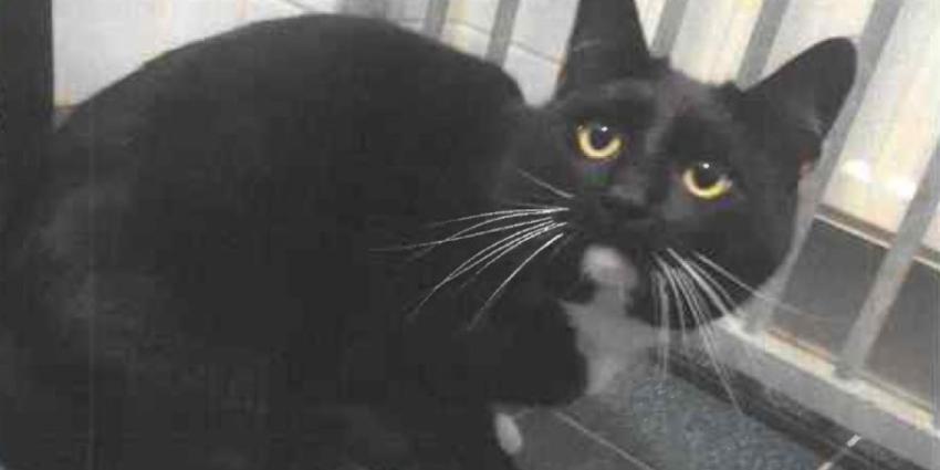 Kat aangetroffen in dichtgeplakte doos