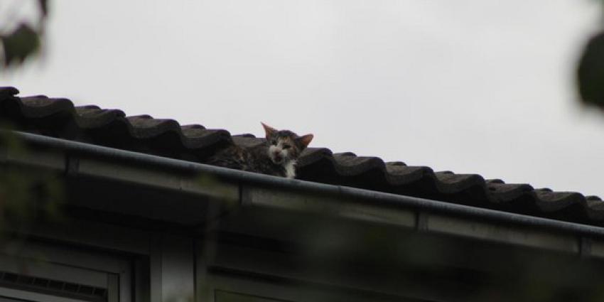 kat, boom, dakgoot, brandweer, vught