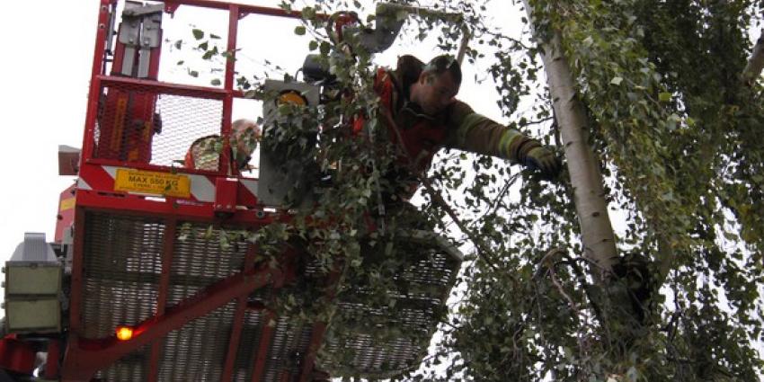 Brandweer haalt kat uit de boom