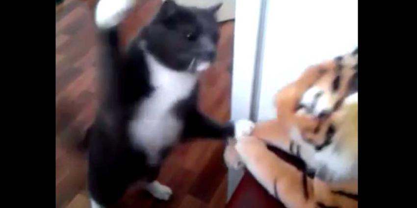 Tijger moet flinke klappen incasseren van kat
