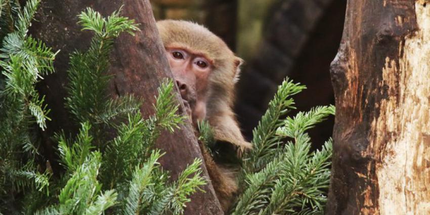 dieren, dierenpark Amersfoort, kerstbomen