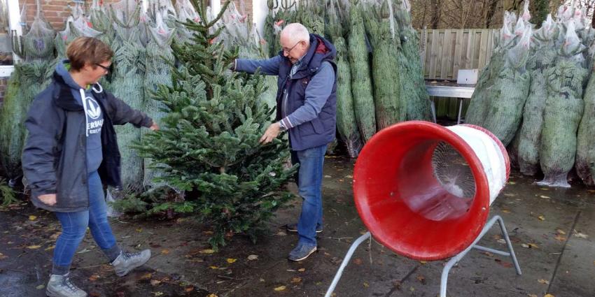 zadel zoet Middeleeuws Verkoop kerstbomen nog voor pakjesavond van start | Blik op nieuws